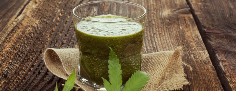 RAW CANNABIS JUICE BENIFITS Grizzly Seed Bank