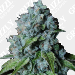 FullGas Strain Info / FullGas Weed By Green House Seed Co. - GrowDiaries