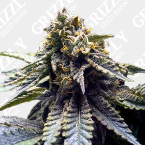 FullGas Strain Info / FullGas Weed By Green House Seed Co. - GrowDiaries