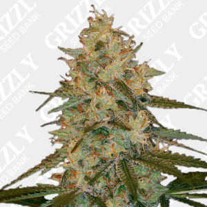 Chocolate Mint OG - Buy californian cannabis seeds - Humboldt Seeds UK