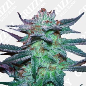 Incredible Bulk Feminized Seeds UK, Grizzly Seed Bank