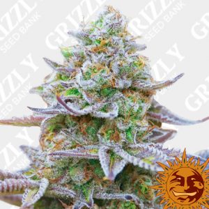 Semi di Cannabis Oracle Octane Anesia Seeds - Villabafo