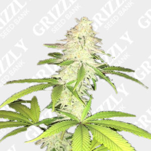  Pheno  Finder  Seeds Grizzly Seed Bank Cannabis Seeds UK