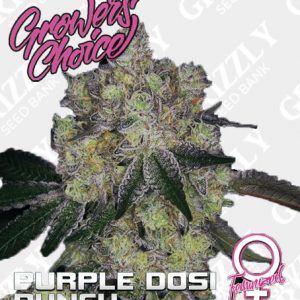 Purple Dosipunch Feminized Seeds
