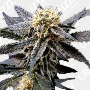 Strawberry Banana Feminized Seeds