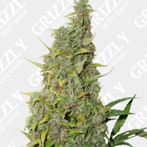 BCN Power Plant Feminized Seeds
