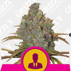 El Patron Feminized Seeds