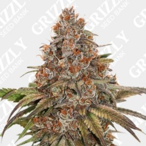 Blackberry Gum Feminized Seeds