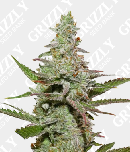 Amsterdam Amnesia® Feminized Seeds
