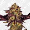 Tangerine Sorbet Feminized Seeds
