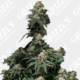 Fast Buds | Grizzly Seed Bank | Grizzly Cannabis Seeds UK | Worldwide