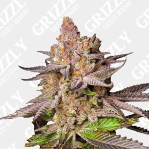 Melonade Runtz Feminized Seeds