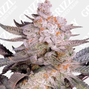 Orange Bud 2.0 Feminized Seeds