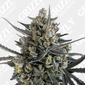 Grizzly Seed Bank | Buy Cannabis Seeds UK | The UK's No1 Seed bank.