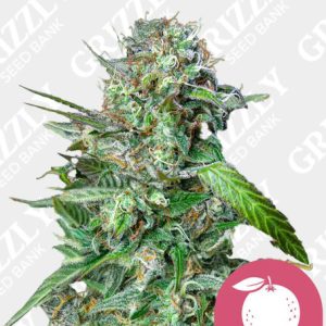 Tangie Feminized Seeds