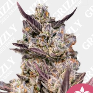 Tropicana Cookies Purple Feminized Seeds