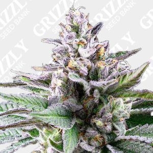 Sunsetz Feminized Seeds